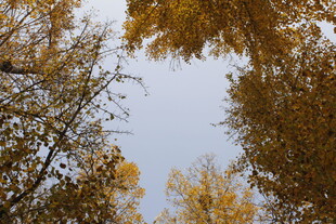 仰望秋日金黄树林