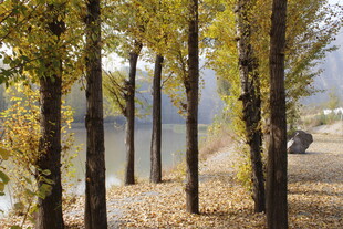 秋日林荫道 黄叶铺满地