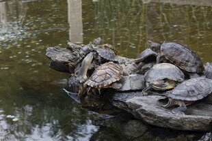 龟群栖息于水边石块上