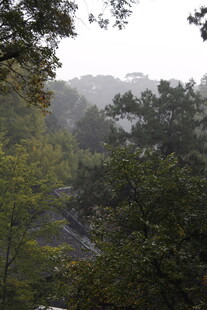 山林薄雾中的绿意景致
