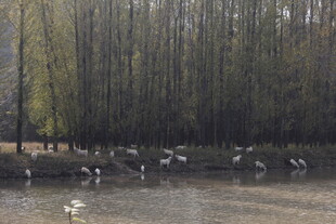 湖畔群鸟栖息于树林边