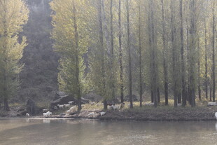 湖畔挺拔树林风景如画