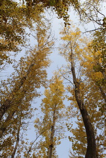 仰望金黄银杏树林