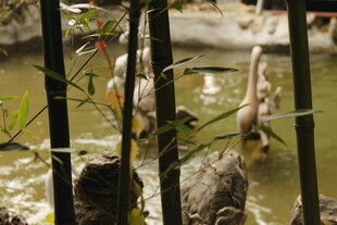 池塘边的鸟儿与绿植