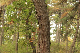 森林中的树木与繁茂枝叶