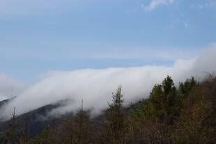 山间云雾缭绕的森林美景