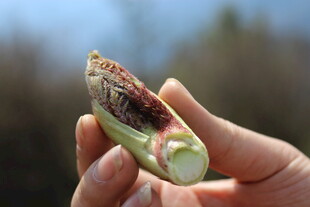 手捧剥开的绿色植物果实