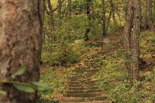 林间石阶 静谧自然之景