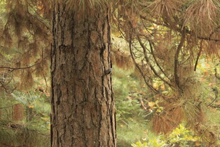 森林中的粗壮树干