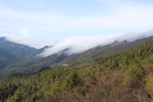 山间云雾缭绕的葱郁山林