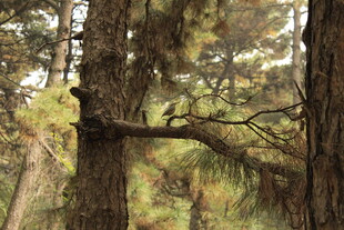 森林中粗壮松树的枝干