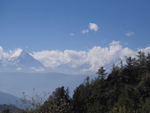 山巅云海与葱郁林木景观