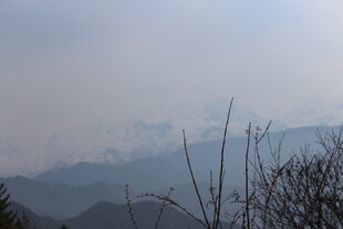 远山近枝 朦胧自然景致