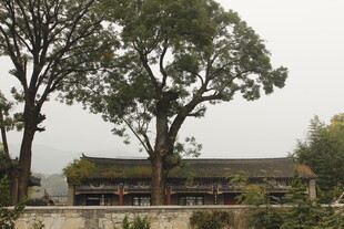 古树下的中式传统建筑