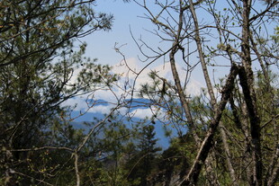 透过树林望远处雪山