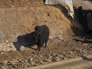 山坡上的黑色动物