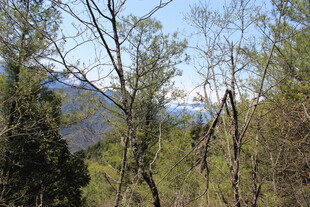 山林间的树木与远处山峦