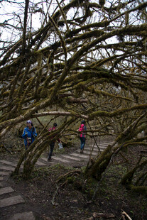 漫步于交错树枝下的小径