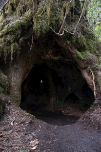 神秘苔藓覆盖的洞穴入口