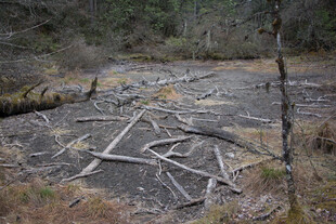 森林中散落的金属残骸