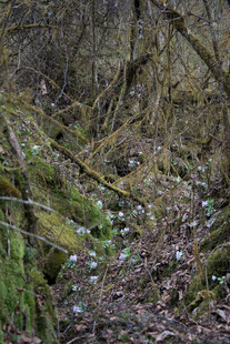 山间枯木旁的散落花朵