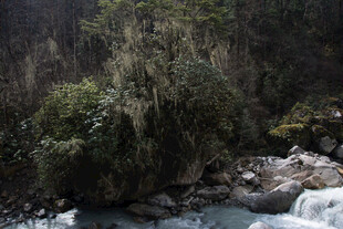 山间溪流旁的繁茂植被
