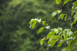 翠绿树叶展现自然生机