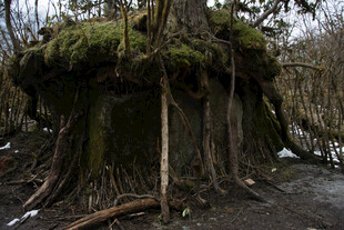 森林中长满苔藓的古老树桩