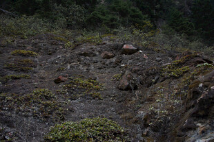 山间布满苔藓的崎岖地面