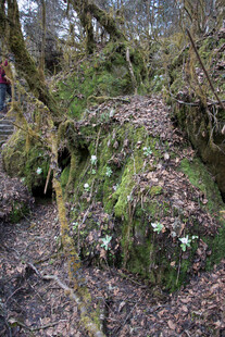 森林中长满苔藓的古老岩石