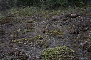 野外苔藓覆盖的地面景观