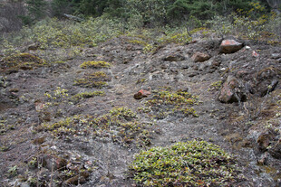 岩石上的绿色低矮植物