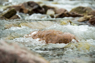 小狗在湍急溪流中戏水