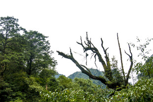 山林中虬曲的老树
