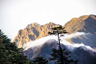 巍峨山峦云雾间松树挺立