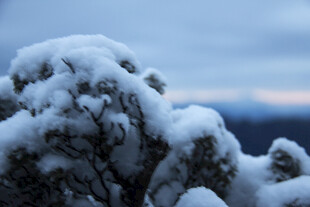 雪覆灌木 冬日自然景致