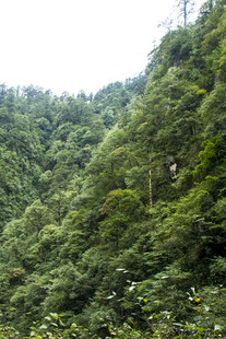 翠绿山峦间的茂密植被