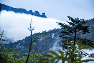 云雾缭绕的山林景致