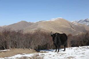雪野中的牦牛
