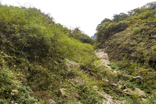 山间小径 绿意盎然的景致