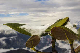 高山之巅的绿植景观