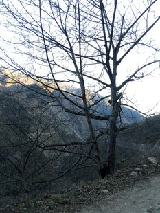 冬日枯树与山间小道