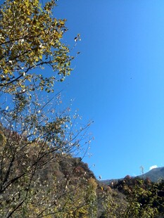 蓝天青山间的枝叶景致