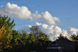 蓝天白云下的葱郁树林