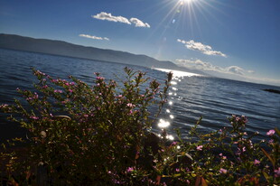 湖畔阳光美景 花草相伴