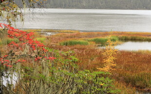 秋日湖畔多彩植被景观