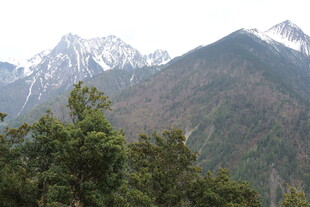 雪山下的葱郁山林