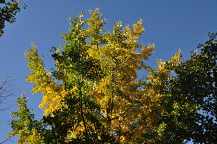 秋日金黄银杏与蓝天