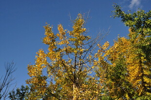 秋日金黄树木与蓝天