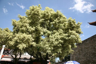 茂盛绿树映衬蓝天